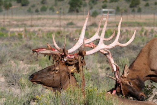 female elk antlers