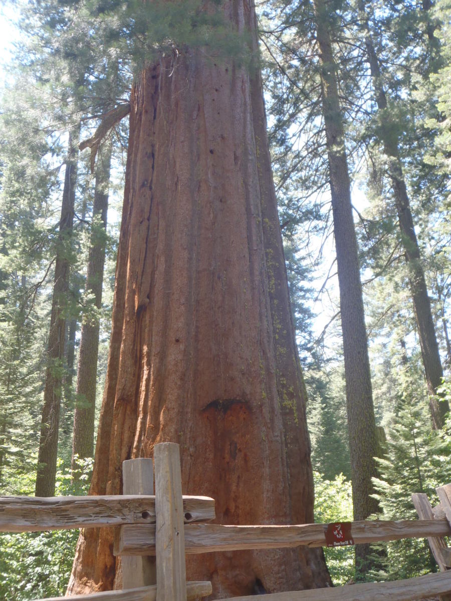 Sequoia at Tuolumne Grove, Yosemite National Park. 