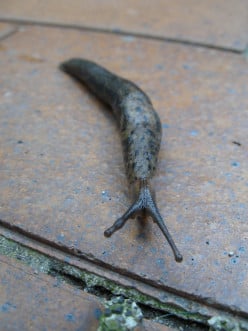 How to Deal With Slugs