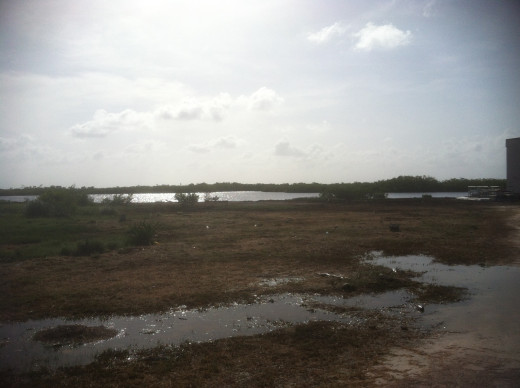 Waterfowl wetland habitat.