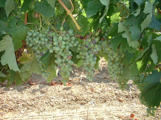 At this crucial time of year, the plant starts devoting energy to grape clusters rather than growing vines and leaves.