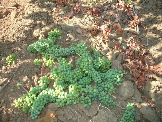 We cut off all the greenest clusters, leaving only a fixed number of the ripest grapes on the vine.