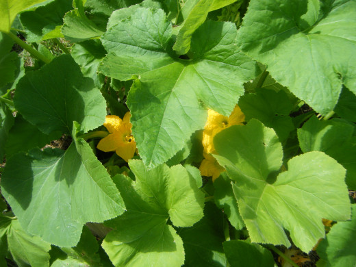 Zucchini plants in the garden. 