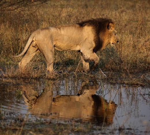 The Lioness of the Delta of Botswana