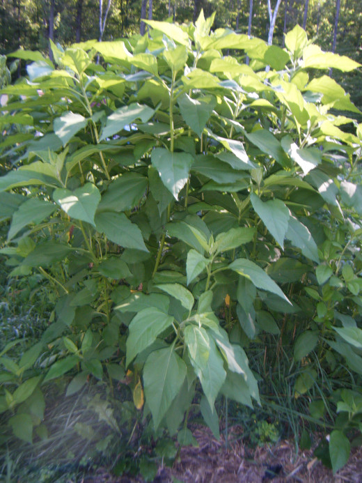 Jerusalem Artichoke plants.