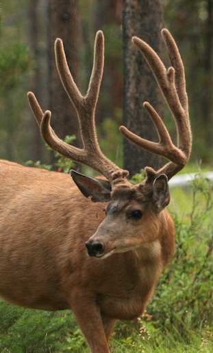 This big mule deer buck still has his antlers covered with velvet.