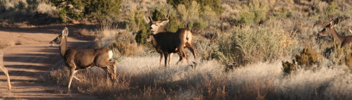 A herd of mule deer crossing a service road on the Book Cliffs