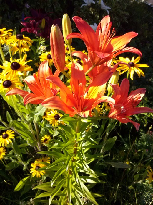 These two perennials make a dynamic combination in the front yard