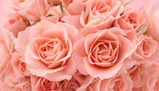 Lovely as a rose, sweet smelling, brightens up a room, amazingly beautiful...that's how I would describe a long and lasting relationship...a marriage! A rose must be handled with care... unless you want to feel the thorns... as in love relationships.