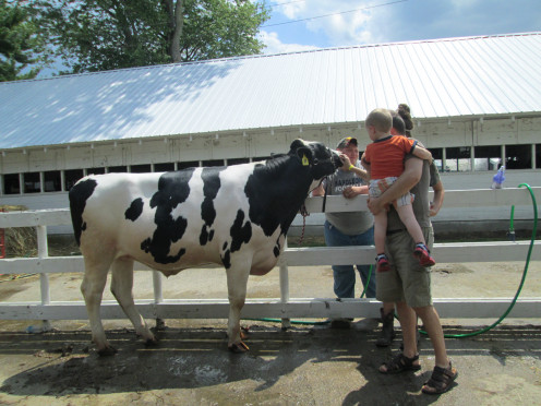 Cows and other animals are always a popular wonder for the little ones, the next 4-Hers on the horizon. A learned club member displays his animal to a future 4-H prospect.