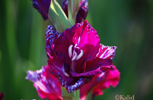Crimson beauty