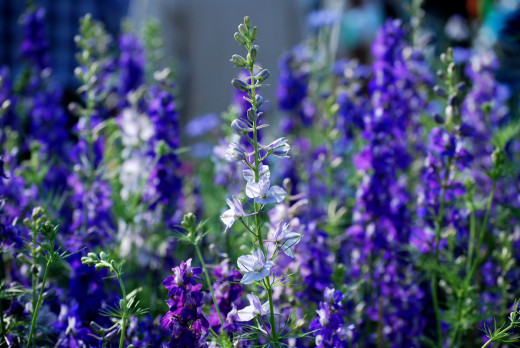 Violet delight