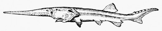 The last known sighting of a Chinese Paddlefish was on January 8, 2007.