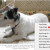Here is a picture of my dog, Murdoch that I have decided to copy from one of my hubs. Notice the menu that pops up when you position your mouse cursor over the image and then click the right mouse button. Here is a picture of my dog, Murdoch that I have decided to copy from one of my hubs. Notice the menu that pops up when you position your mouse cursor over the image and then click the right mouse button.