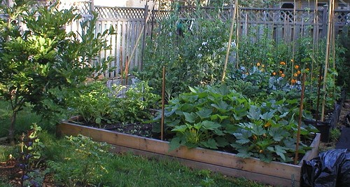 You too can grow your own backyard vegetable garden