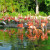 American Flamingos at the Miami Zoo