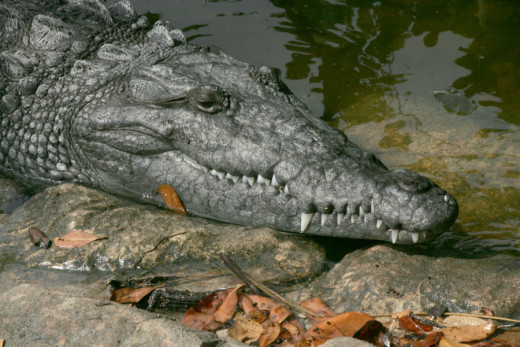 American Crocodile found in the Everglades National Park