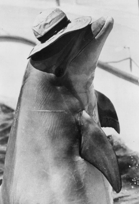 Flipper the Dolphin, back in 1969.