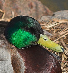 This is what the mallard's head looks like after all the new feathers have grown back.