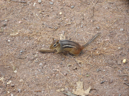 Chipmunks can be fun to watch 