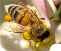 The History of Bee Keeping