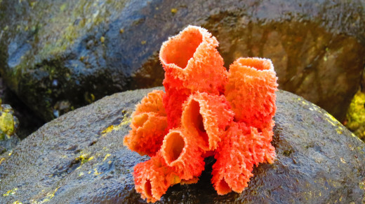 A polifera/sponge making the beach colorful.