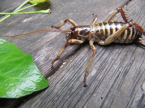 Weta
