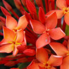 kalaajikumar profile image