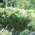 The rose bush. The rose bush.
