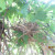 The nest built deep within the bush. The nest built deep within the bush.