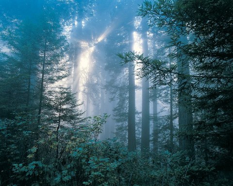 A forest can be like a maze..... Where can you run to?