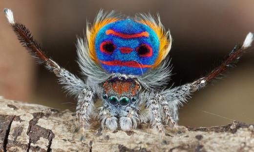 www.wild-facts.com