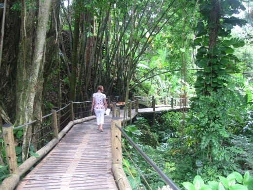 500 Foot Boardwalk along steep portion of the trail through Hawaii Tropical Botanical Garden