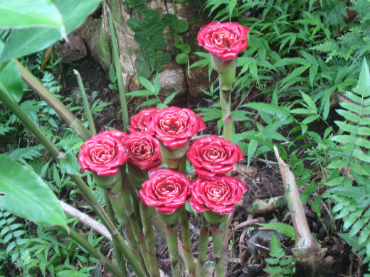 Rose of Siam - Hawaii Tropical Botanical Garden