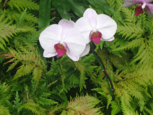 Orchid - Hawaii Tropical Botanical Garden
