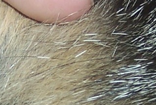 If you look closely, you will see a hair with three colors: tan, black, and white