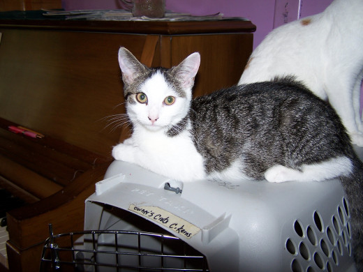 This kind of coloration is like agouti in that single strands of fur have more than one color, but in the cat world this coat is called "ticked"