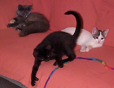 This foster kitten had 6 toes on each front paw, making him polydactyl.