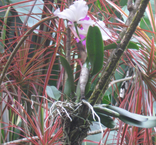 Orchid Growing on a Tree - Hawaii Tropical Botanical Garden