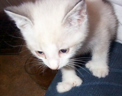 One of China's Siamese mix kittens was polydactyl. The "mitten" look.