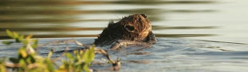 Beavers are benefiting from an increase in aspen and willow plants as a result of wolf predation on elk.