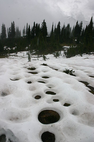 In Spring, new vegetation gives off heat to melt its surrounding snow, creating this circular pattern of snowmelt.