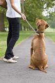 dog on a leash