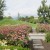 Another view of the Italian Gardens; the purple flowers are purple coneflowers and the white ones are white coneflowers Another view of the Italian Gardens; the purple flowers are purple coneflowers and the white ones are white coneflowers