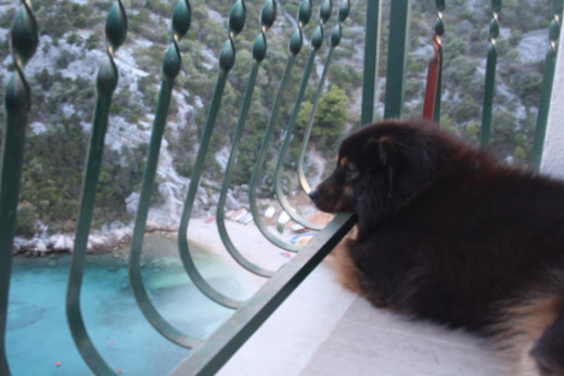 Our dog Benda, enjoying and observing the beautiful surroundings, Uvala Liubljeva, Croatia