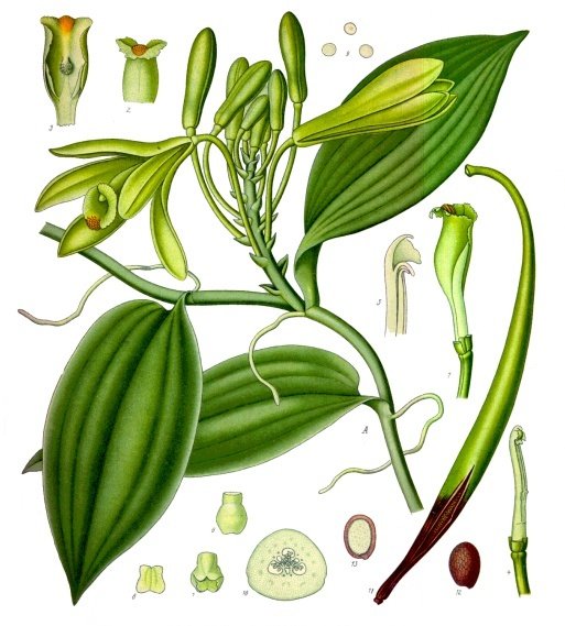 Vanilla planifolia, in Koehler's Medicinal Plants book