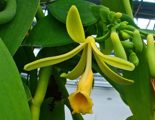 Vanilla planifolia flower