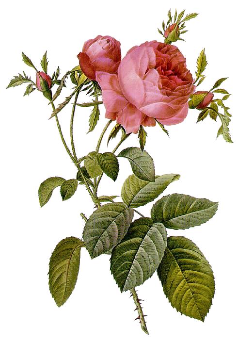 Rosa centifolia, a complex hybrid.