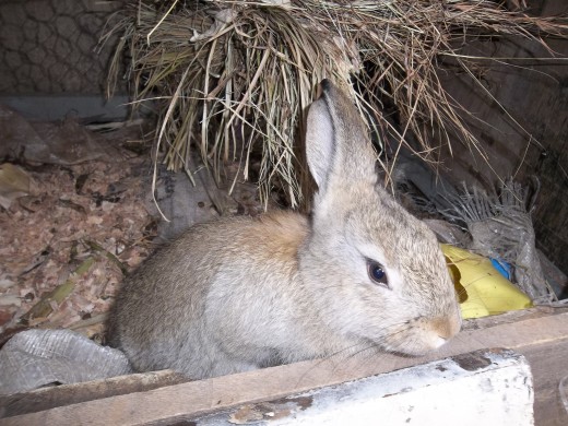 a two month old Flemish Giant