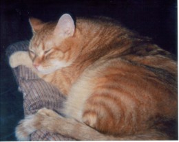 Last picture before his fatal stroke took him from us.